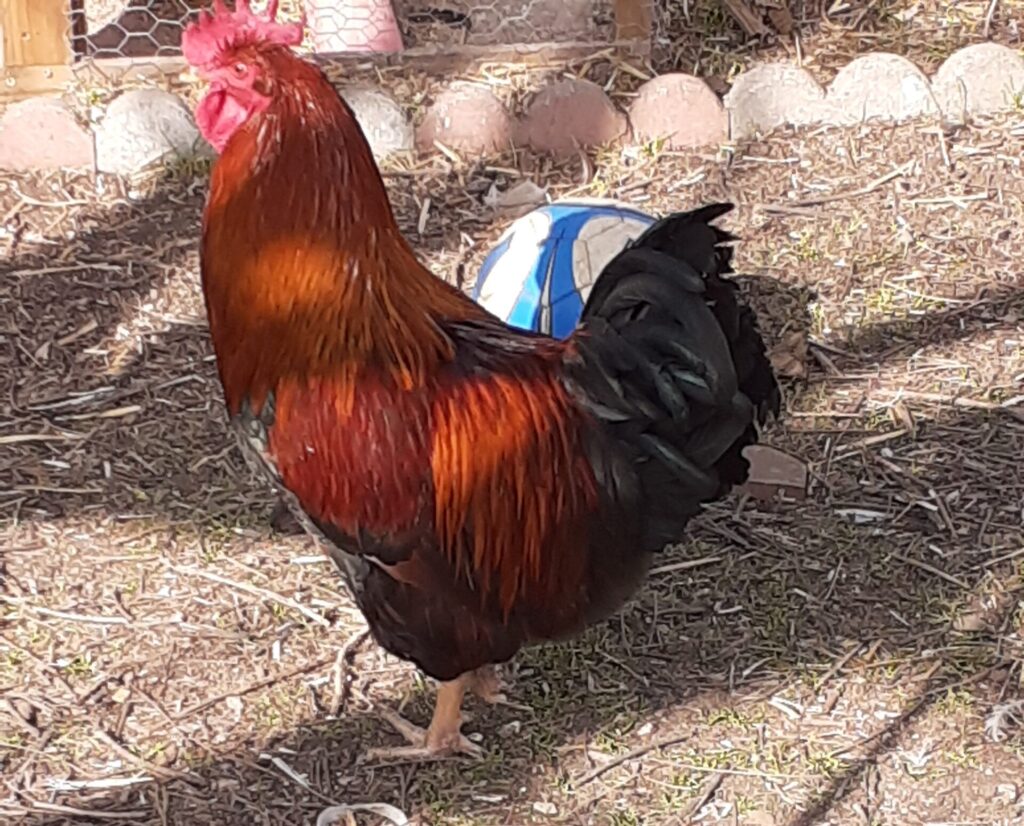 Welsummer Rooster